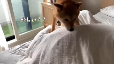 布団を探る犬