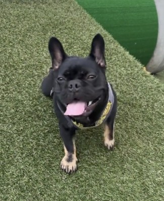 舌を出して見上げる犬