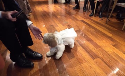 リングドッグに挑戦するつぶちゃん8