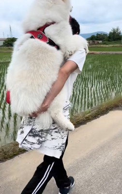 おんぶしてもらう大型犬6