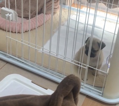 ケージ越しに外を見る犬