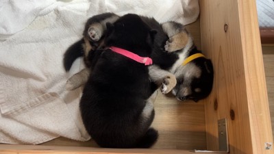 冒険後は仲良く爆睡♡