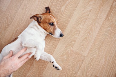 床に横たわる犬のお腹をなでる