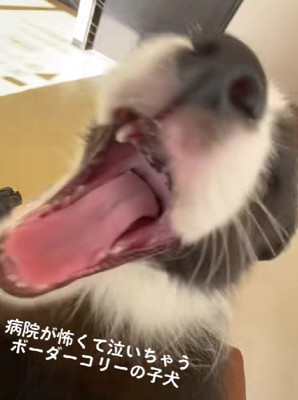 今では病院好きなわんこに！！