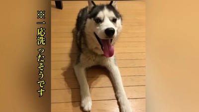 毛並みもボサボサ