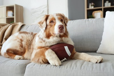 ソファーで休んでいる犬