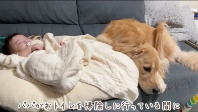 ソファの上で眠る赤ちゃんの隣に寝転がるゴールデンレトリバー