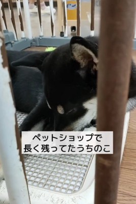 売れ残っていた柴犬をお迎え