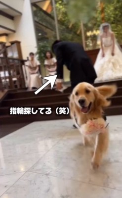 リングドッグに挑戦するジャックくん⑩