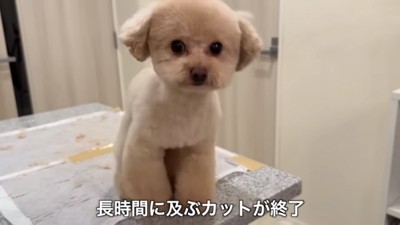 トリミング後の小殿くん