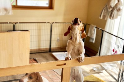 サークルの中から吠えるビーグル