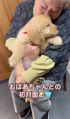 大型犬の子犬とおばあちゃん