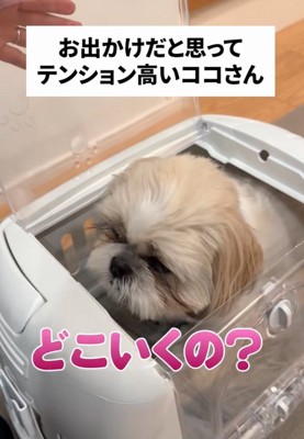 キャリーケースに入る犬