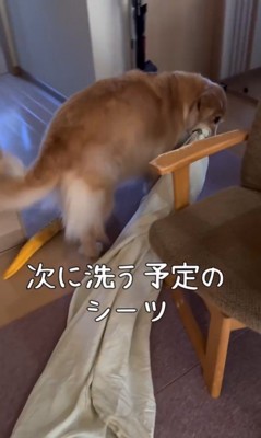 ご立腹のきなこちゃん3