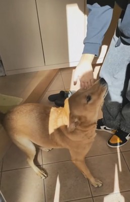 玄関で喜ぶ犬