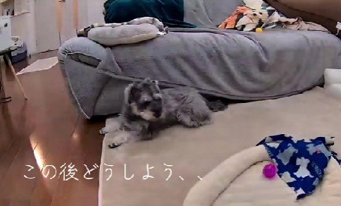 落ち着かない様子でソワソワ