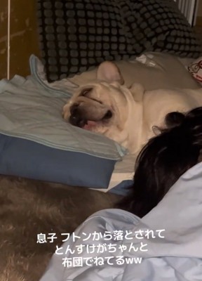 布団で寝る犬