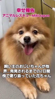 笑顔でカメラを見つめる犬