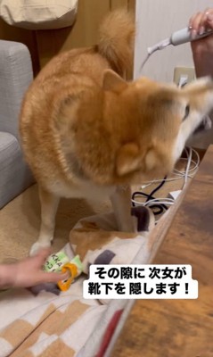 靴下を取られたぽんず君3