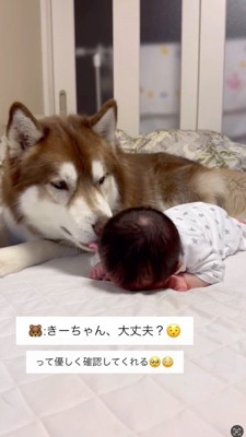 赤ちゃんの頬を舐める犬