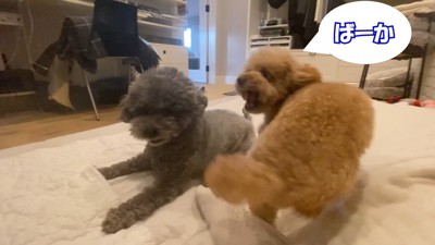 意地悪するゆずくんVS仕返しするぽん太くん6