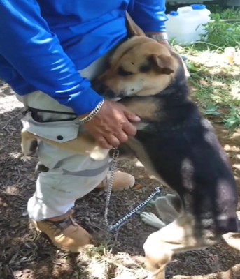 飼い主にくっつく犬3