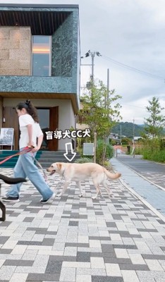 盲導犬CC犬のダッフィーさん