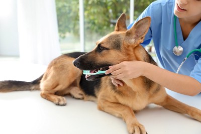 病院で歯磨きしてもらう犬