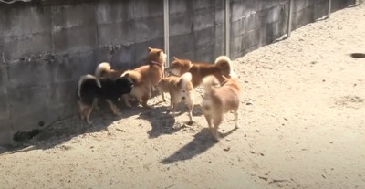 5匹の柴犬に囲まれて腰がひけている柴犬