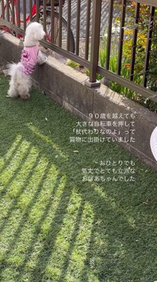 塀の前で老人を待つ犬