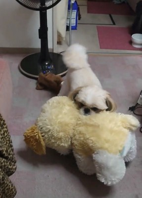 ぬいぐるみをしっかりくわえる犬