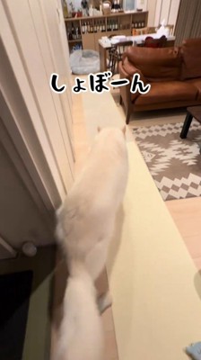 しっぽを垂らして部屋の奥へと歩いていく犬