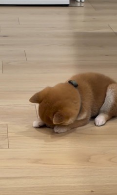 はむちゃんの寝落ち5