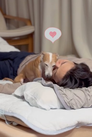 仰向けの男性にくっついて伏せるイタリアングレーハウンド