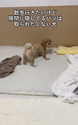 飼い主さんをみるちくわちゃん