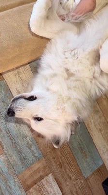 目を開けたまま横になっている犬