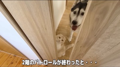 ドア越しに飼い主を見上げるハスキー犬と猫