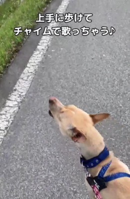 お散歩好きなわんこに♡