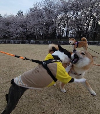 ワンプロ