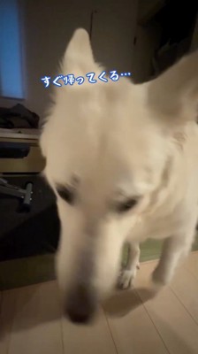 床を見つめる犬