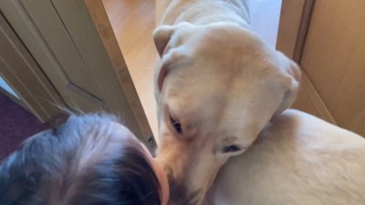 ドアを開けた瞬間、2匹が出てきて…