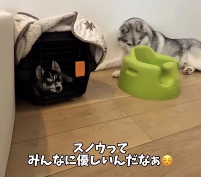クレートのそばで休む犬