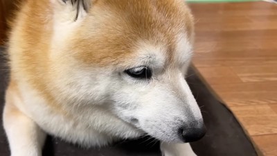 とっても悲しそう…