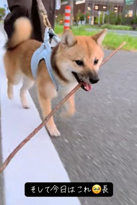 長めの枝を拾ってニコニコ♪