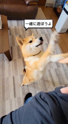 抱っこされている男の子に前足を伸ばす犬