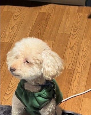 お目目が小さいアレクくん3