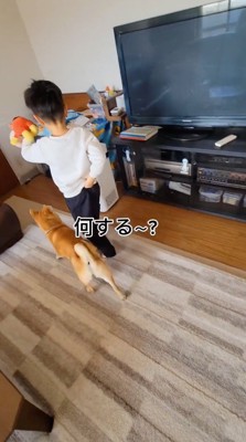 男の子のあとをついてまわる犬