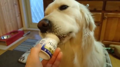 ヨーグルトを欲しがるギンちゃん8