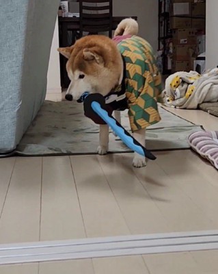 まるで小さな武士