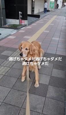 着ぐるみを警戒して後ずさる犬